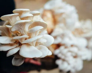 Lucetta Fotos Orellanas 06